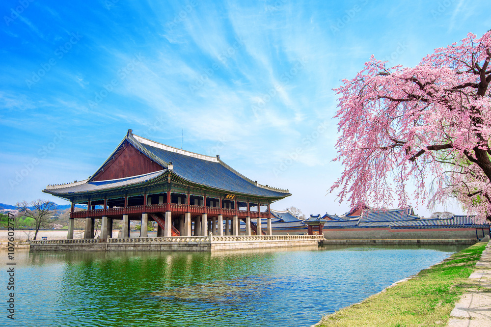 Fototapeta premium Gyeongbokgung Palace with cherry blossom in spring,South Korea.