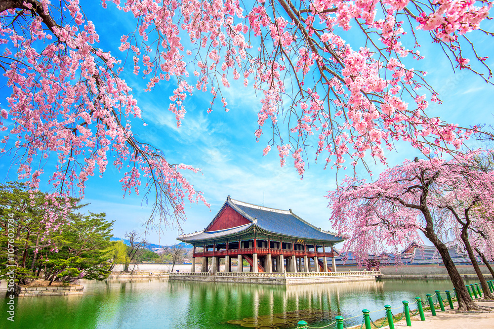 Naklejka premium Gyeongbokgung Palace with cherry blossom in spring,South Korea.