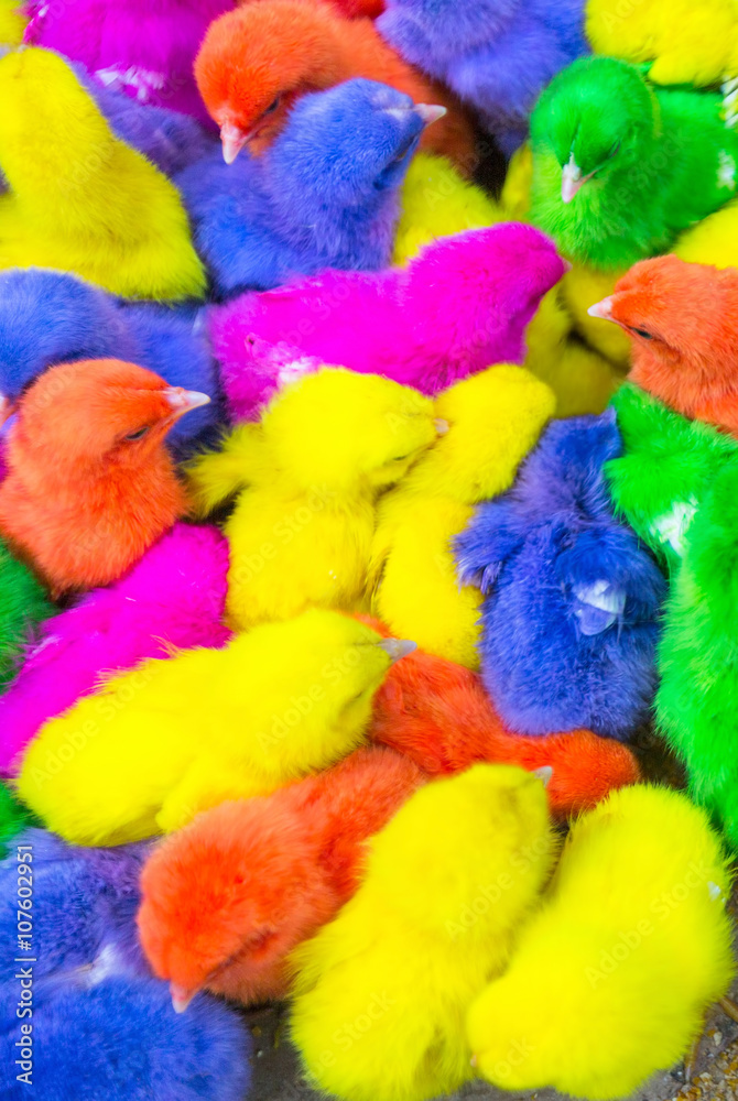 Colorful chickens in a box.