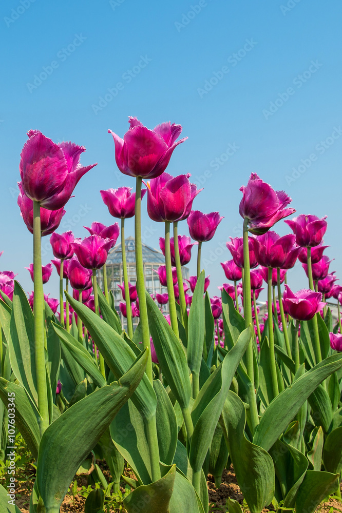 Naklejka premium Colorful tulips, tulips in spring.