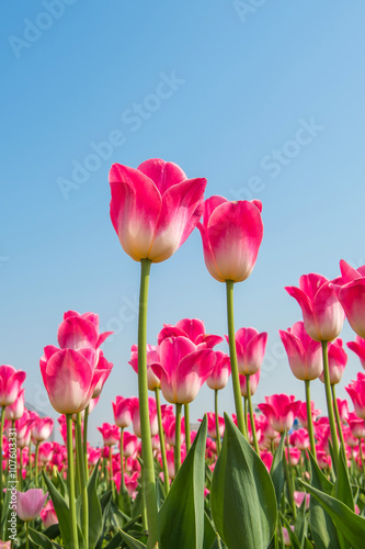 Colorful tulips  tulips in spring.