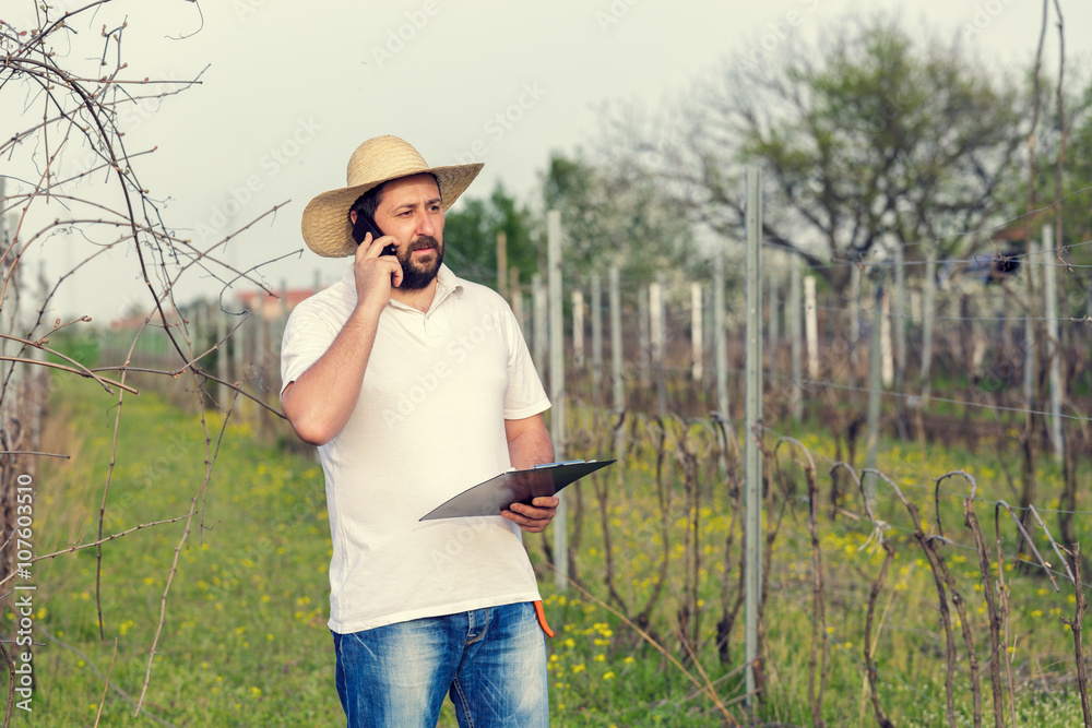 vintner inspecting the vineyard and talking on the phone vintner inspecting the vineyard and talking on the phone