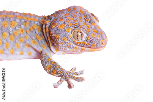 Gecko animal that many people fear.