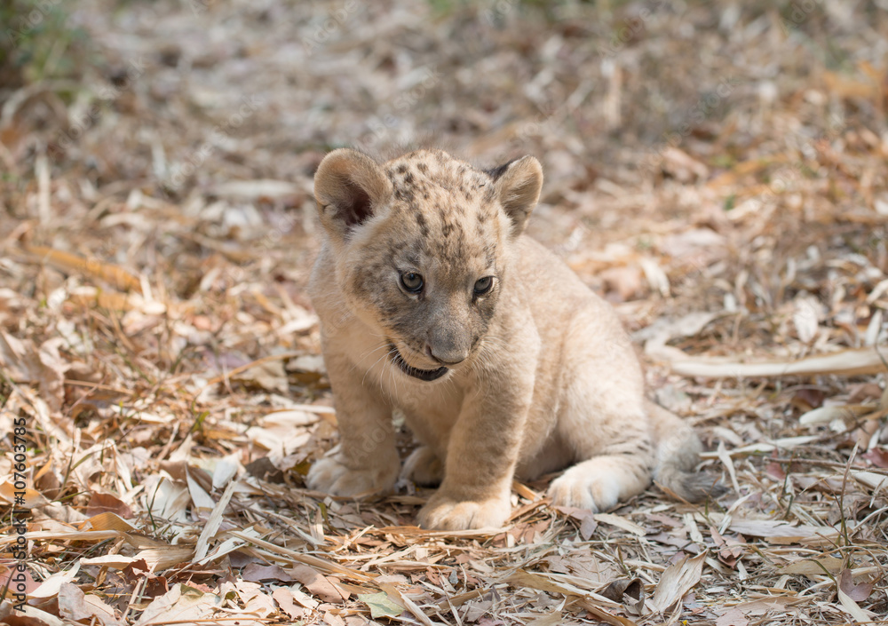 Obraz premium cub of lion