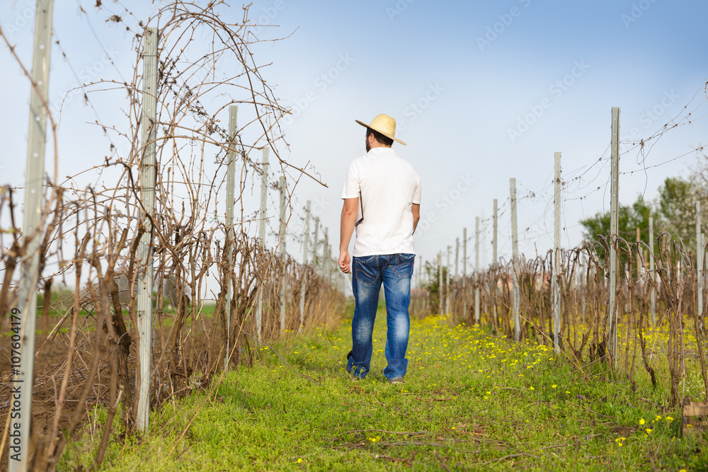 Vintner controlling vine in vineyard Vintner controlling vine in vineyard