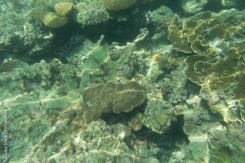 coral reef on the ground and underwater view