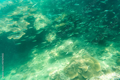 group of small fish in the sea