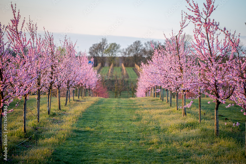 Blühende Kirschbäume im Frühling Stock 写真 Adobe Stock