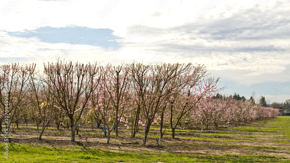 Orchard in the spring