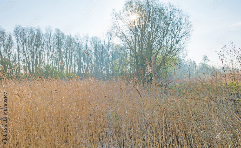 Reed along trees in spring at sunrise