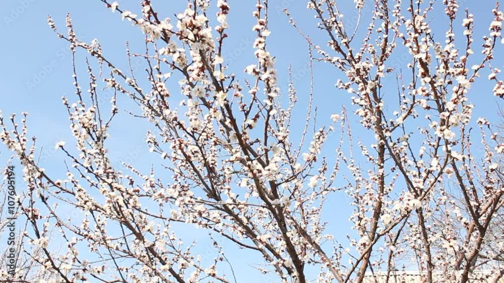 Flowering fruit trees. Apricot. Plum. Peach. Flowering fruit trees. Apricot. Plum. Peach.