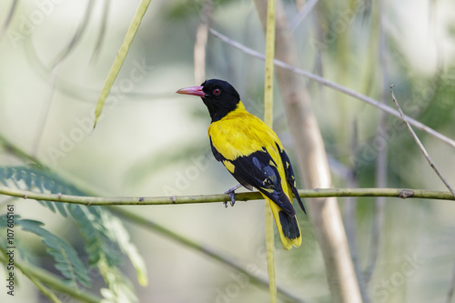 Isolated black headed Orioles  photo