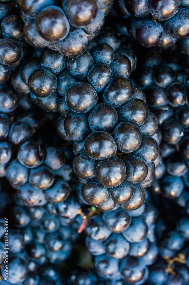 Berry close up