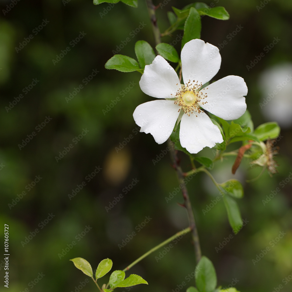 Fototapeta premium One white flower growing outdoors, square frame