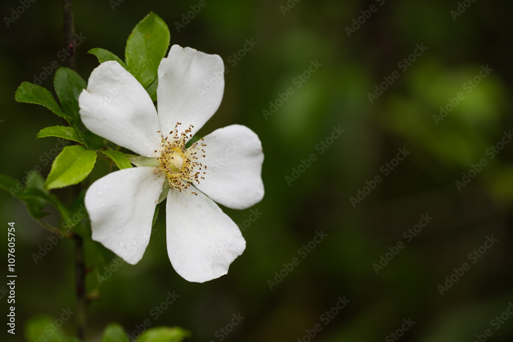 Single white Cherokee Rose flower against dark background