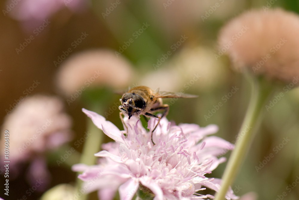 Abeja Abeja
