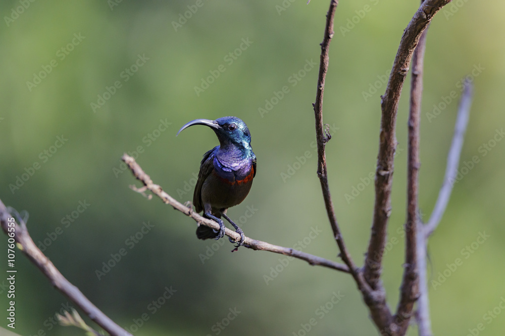 Fototapeta premium Isolated Long Billed Purple Sun Bird