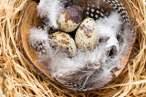 Quail eggs in the nest, a symbol of spring.