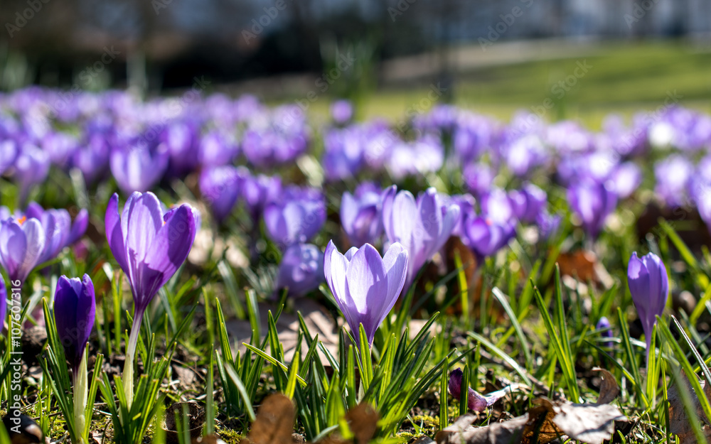 field of purple crocus, picture taken in Bremen Germany