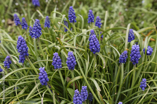 blue grape hyacinth