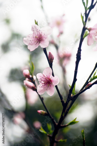 Tableau sur toile Flowers of peach tree