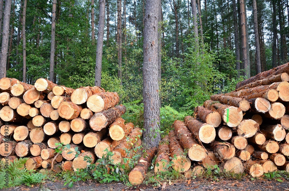 Fototapeta premium drewno ścięte przez drwala