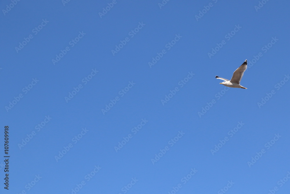 Obraz premium Martı / Seagull series