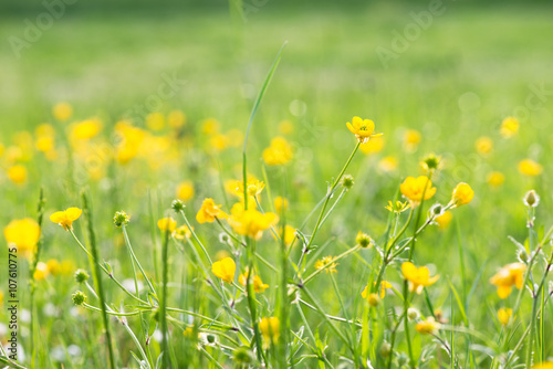 meadow with yellow flowers