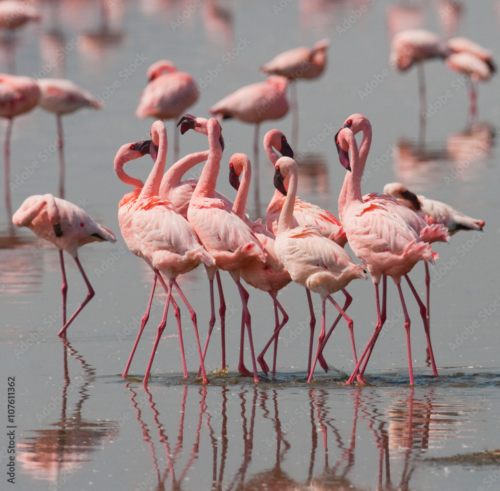 Obraz premium The courtship dance flamingo. Kenya. Africa. Nakuru National Park. Lake Bogoria National Reserve. An excellent illustration.
