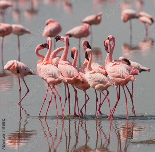The courtship dance flamingo. Kenya. Africa. Nakuru National Park. Lake Bogoria National Reserve. An excellent illustration. © gudkovandrey