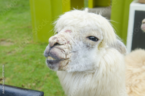 alpaca portrait in zoo