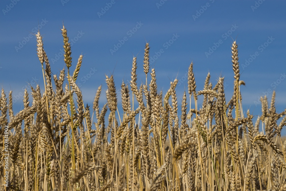 Fototapeta premium Wheat field at sunny day