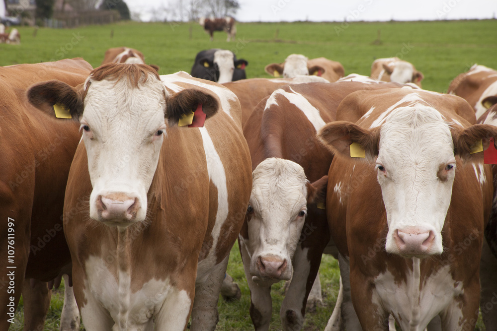 happy cows on a meadow in germany