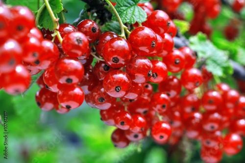 close-up of a  red currant