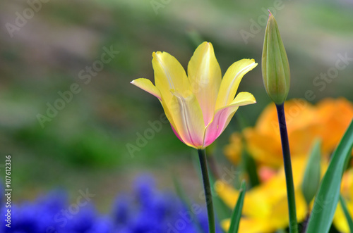 Fototapeta Naklejka Na Ścianę i Meble -  Tulip at garden