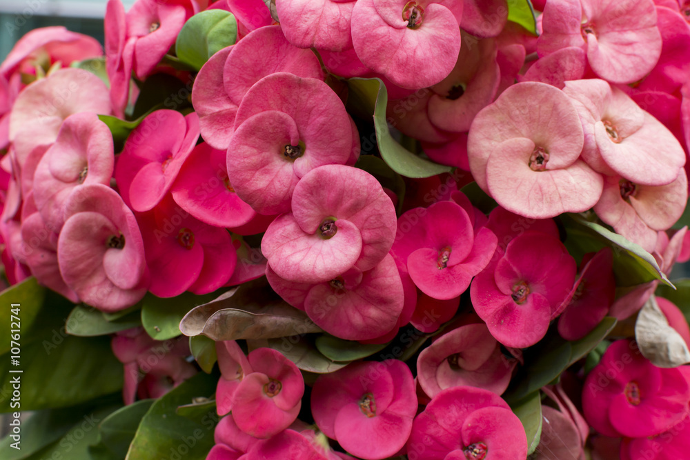 natural background beautiful red crown of thorns