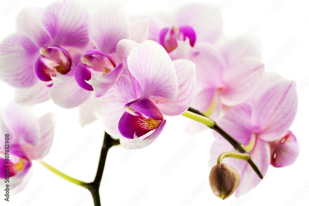 Orchidee vor weißen Hintergrund Orchidee vor weißen Hintergrund