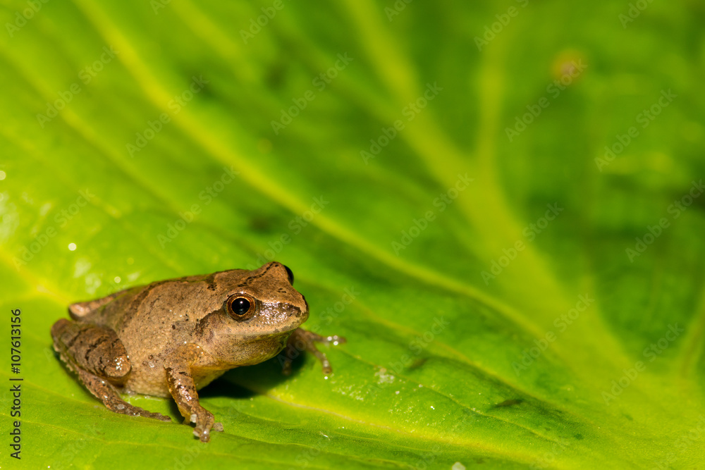Obraz premium Northern Spring Peeper