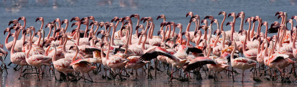 Obraz premium Big group flamingos on the lake. Kenya. Africa. Nakuru National Park. Lake Bogoria National Reserve. An excellent illustration.