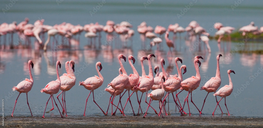 Fototapeta premium The courtship dance flamingo. Kenya. Africa. Nakuru National Park. Lake Bogoria National Reserve. An excellent illustration.