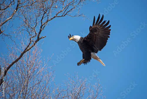 Bald Eagle Landing