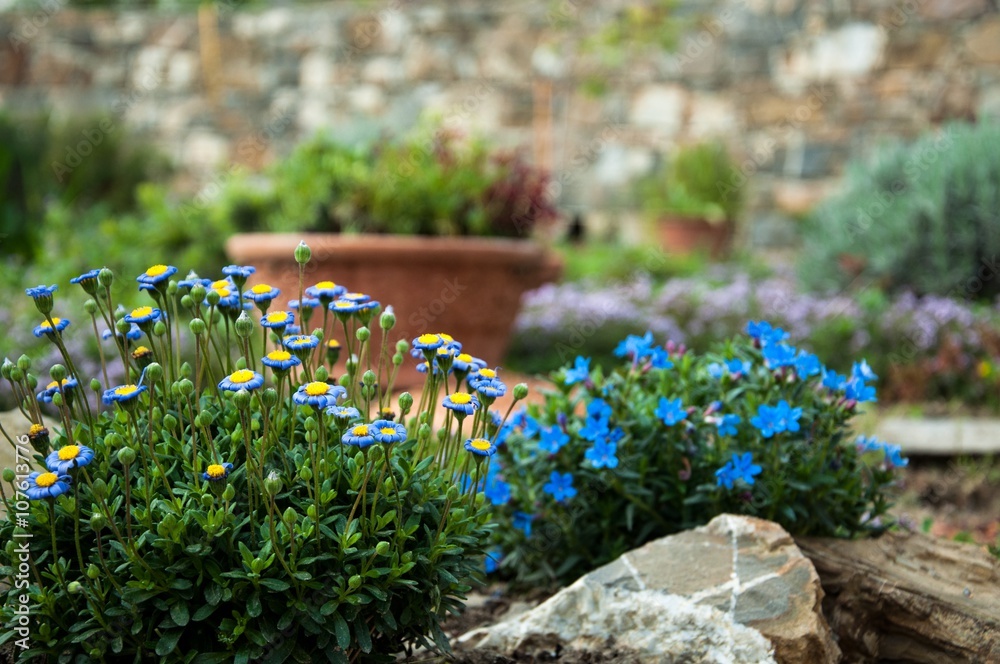 giardino roccioso con fiori azzurri  - obrazy, fototapety, plakaty 