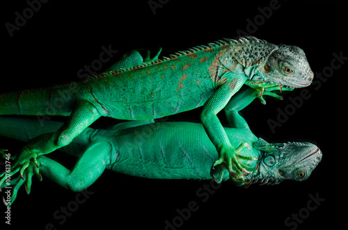 green iguana on mirror 