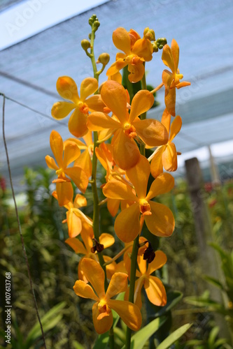 beautiful yellow mokara hybrid orchid flower in nursery photo