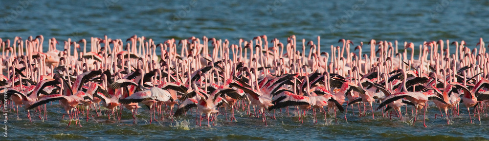 Obraz premium Big group flamingos on the lake. Kenya. Africa. Nakuru National Park. Lake Bogoria National Reserve. An excellent illustration.
