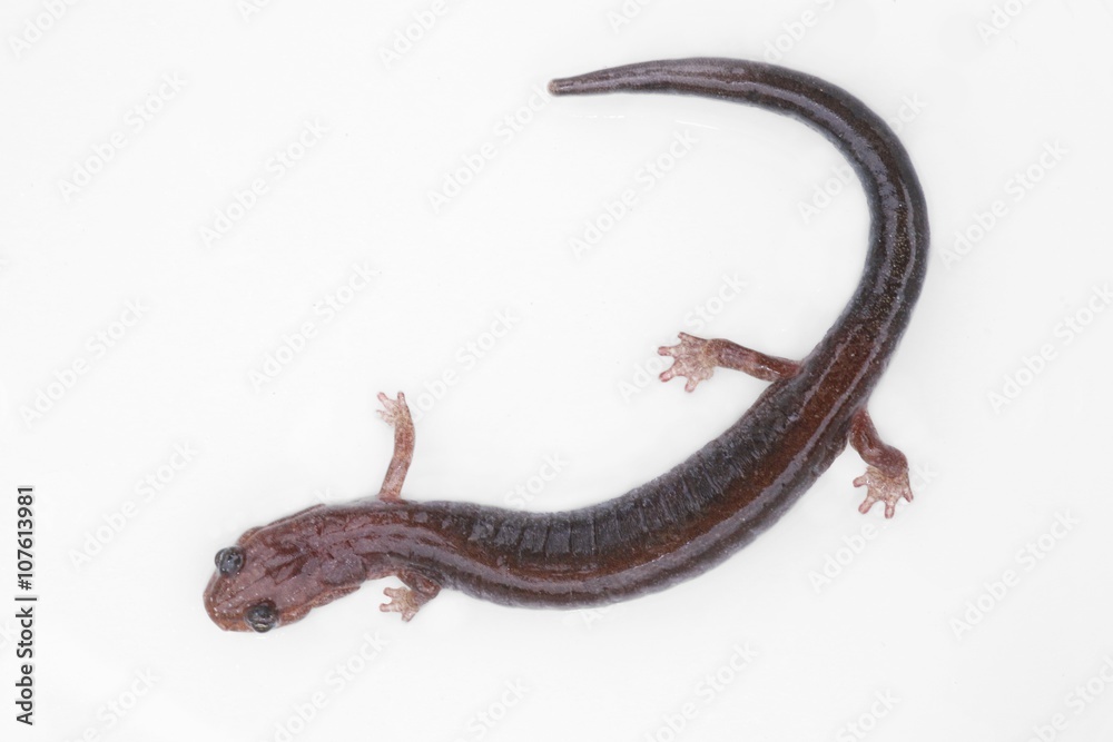 Obraz premium Red-backed Salamander (Plethodon cinereus)