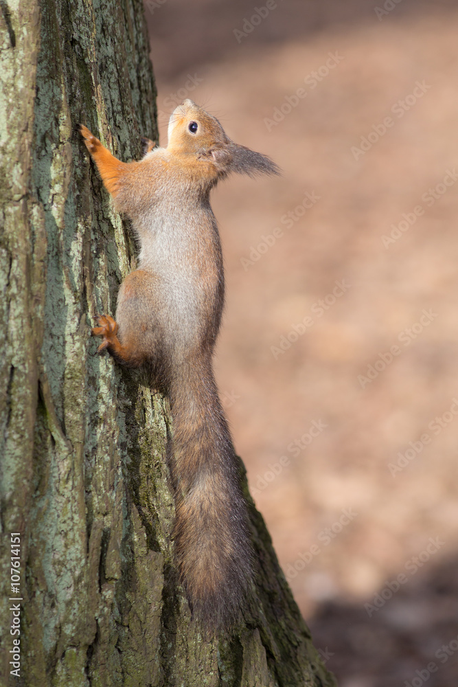 Fototapeta premium squirrel on bark