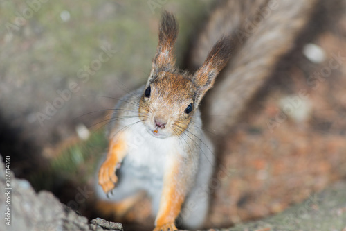 curious squirrel closeup