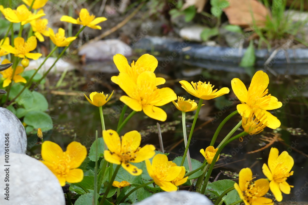 Dotterblume Dotterblume