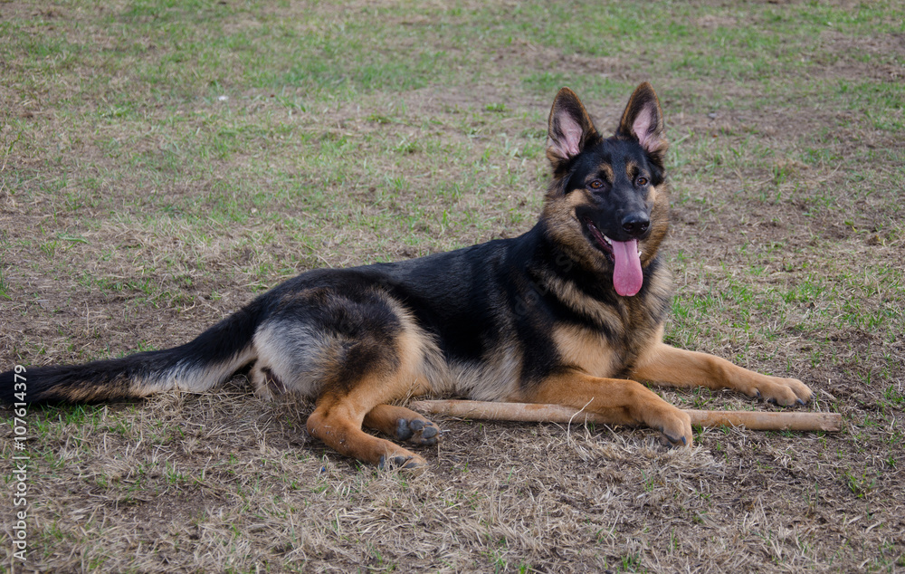 Beautiful German shepherd lying on the ground and guarding a stick Beautiful German shepherd lying on the ground and guarding a stick